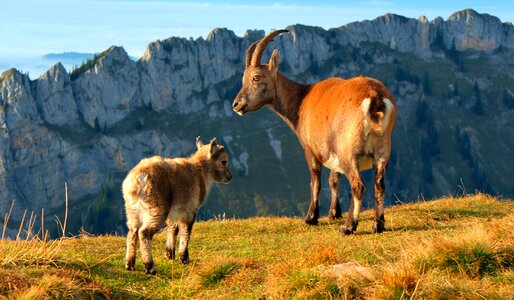 Alpine mountains animals