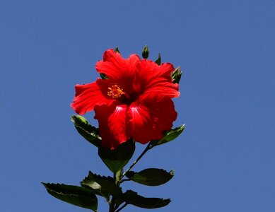 Red tropical floral photo