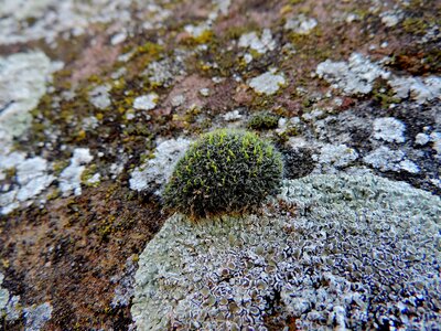 Nature moss rock