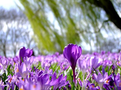 Park sea of flowers rheinpark photo