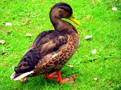 The wild duck animals pond
