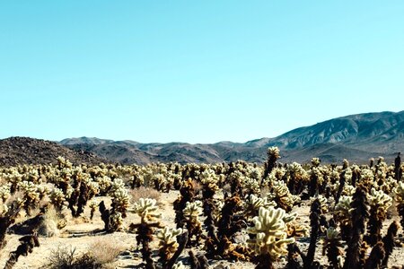 Cactus canyon desert plant