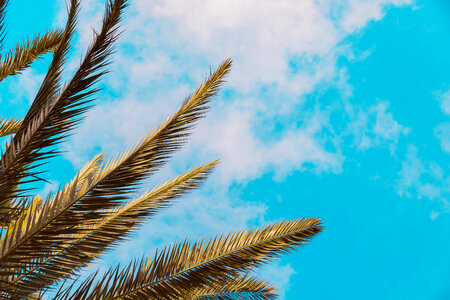 Palm leaves and blue sky with clouds photo