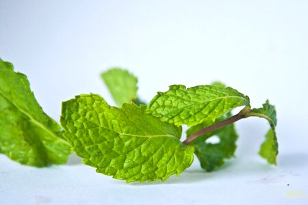Branch close dark green