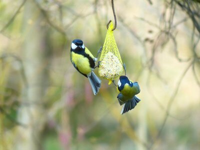 Passeri songbird bird photo