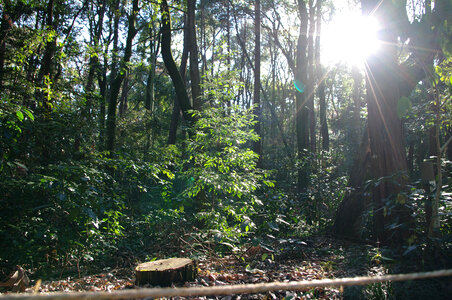 1 Wood and sun
