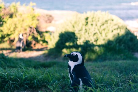 Animal bird penguin photo