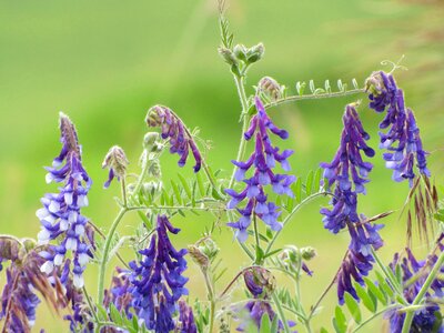 Flowers purple lupine photo