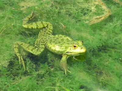 Amphibian marshes animal photo