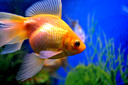 Gold Fish Tank photo