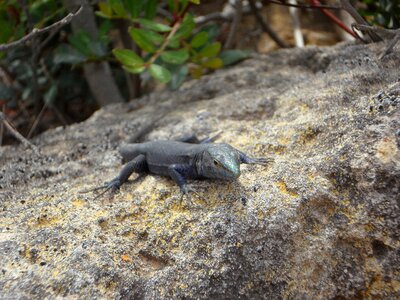 Reptile animal creature