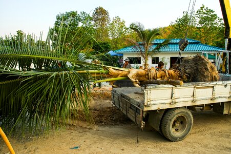 Trailers coconut tree truck mounted crane