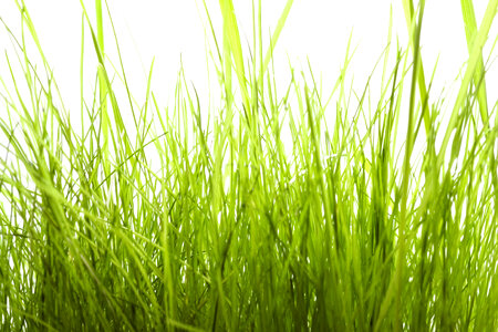 Tall Grass Background