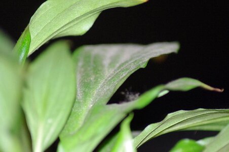 Close-up leaf macro