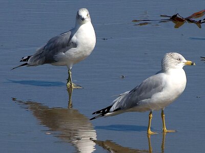 Ocean phylum seagulls photo