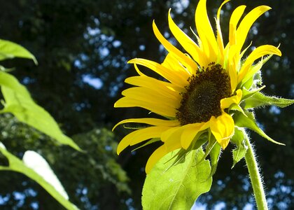 Blooms blooming petal photo