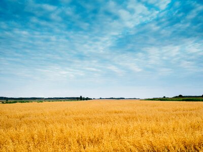 Barley grain summer photo