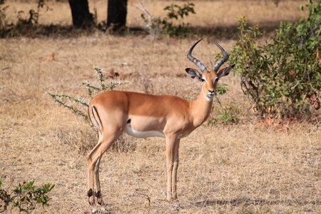 Serengeti animal impala photo