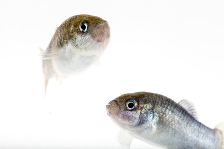 Devils Hole Pupfish in captivity-1
