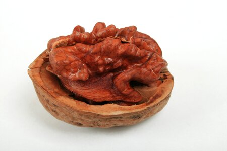 Walnut hazelnut nut shell