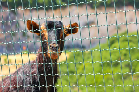 Fence zoo goat