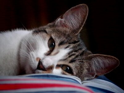 Animal cat claw