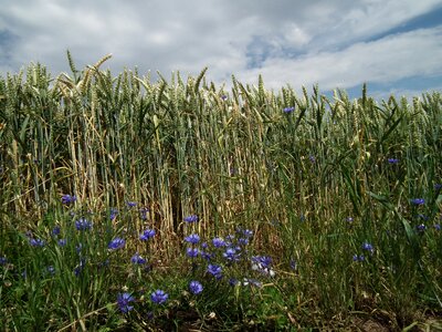 Grain ear cornflower