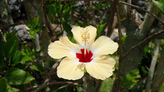 Natural blossom bloom