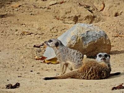 Meerkat animal nature
