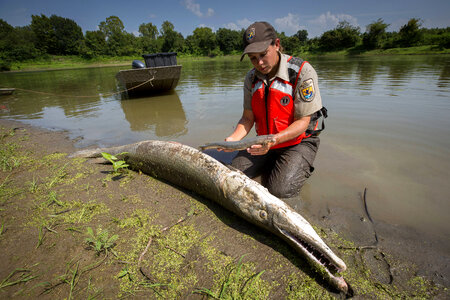 Alligator gar-11 photo