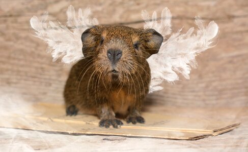 Black-cream-agouti lemonagouti wing