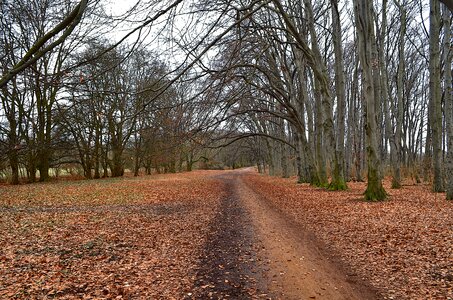 Leaves on foot trees photo