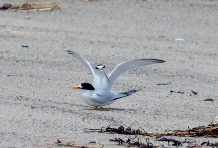 Male Least tern waves fish at female
