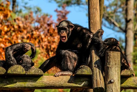 Apes hominidae animal