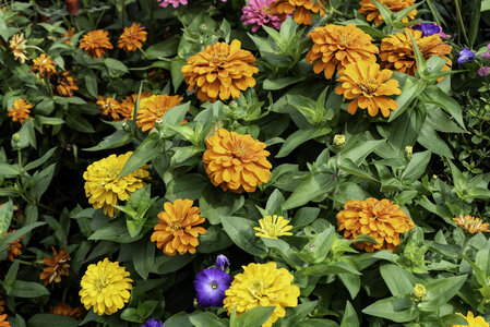 Yellow and Orange flowers in the garden