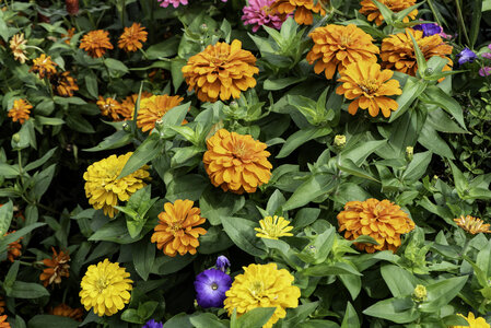 Yellow and Orange flowers in the garden photo