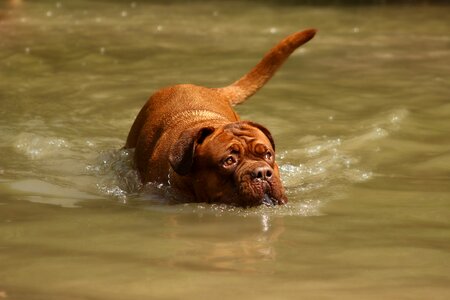 Dog animal white