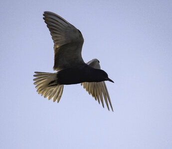 Black Tern Hovering in the Air photo