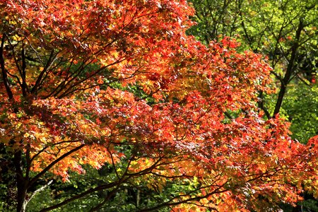 Autumn autumn season branch photo