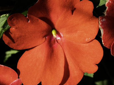 Large red flower with red petals