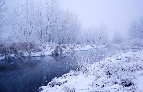 Branches grass fog