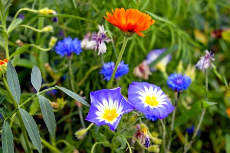Aster Astereae beautiful flowers bloom
