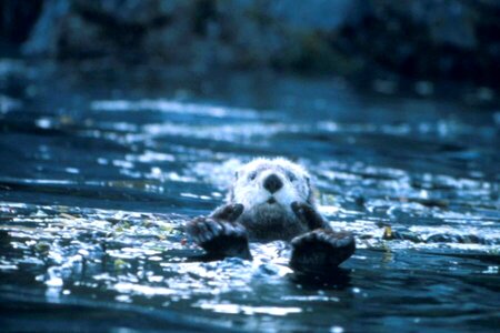 Animal cute lake