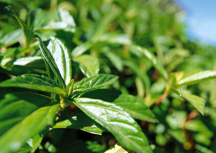 Tea plant photo