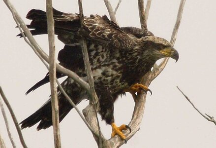 Bald Eagle bird eagle photo