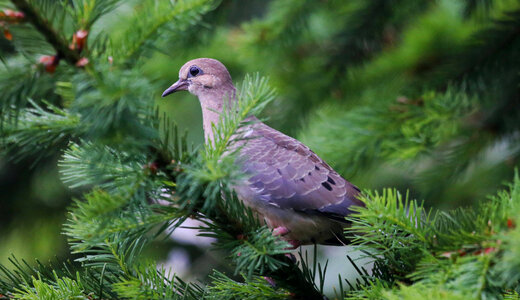 Mourning Dove photo