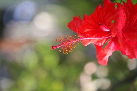 Red Hibiscus Plant Flower photo