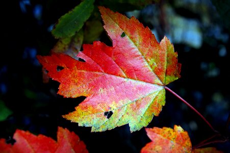 Autumn autumn season leaf