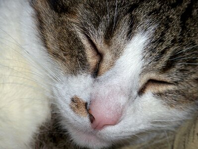 Asleep feline domestic photo