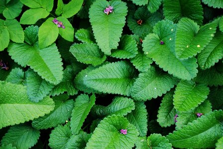 Botanical organic botany